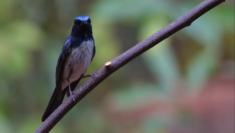 Perched-on-a-diagonal-vine-as-it-looks-towards-the-zooming-out-camera,-Hainan-Blue-Flycatcher-Cyornis-hainanus,-Thailand