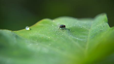 A-fly-is-sitting-on-a-leaf