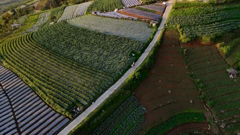 Toma-De-Drone-De-Dos-Agricultores-Caminando-Por-El-Camino-En-Medio-De-La-Plantación.