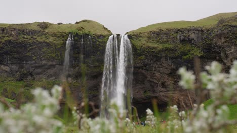 Seljalandsfoss-Wunderschöner-Wasserfall,-Der-In-Ein-Felsenbecken-Stürzt,-Mit-Einer-Blumenwiese-Im-Vordergrund