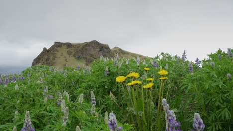 Icelandic-lupine-and-dandelion-flowers-gently-moving-in-the-breeze-with-a-rocky-hill-in-the-distance