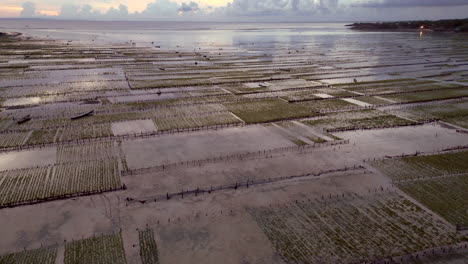 Aerial-Wide-View-Of-Vast-Seaweed-Fields-and-Flooded-Wetland,-Indonesia