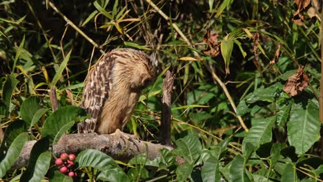 Looking-intensely-to-the-right-then-moves-its-head-around-and-towards-its-right-shoulder,-Buffy-Fish-Owl-Ketupa-ketupu,-Thailand
