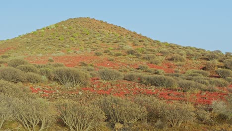 Desertish-flora-of-Las-Galletas-Tenerife-island-Spain