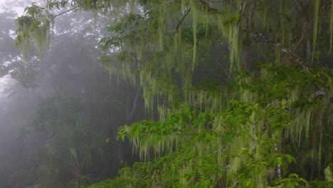 Risky-flight-in-mysterious-lush-jungle-surrounded-by-dense-fog-in-Minca,-Colombia