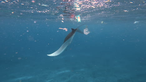 Underwater-View-Of-Manta-Ray-Diving-Feeding-In-Polluted-Blue-Ocean-Through-Plastic-Waste,-Indonesia