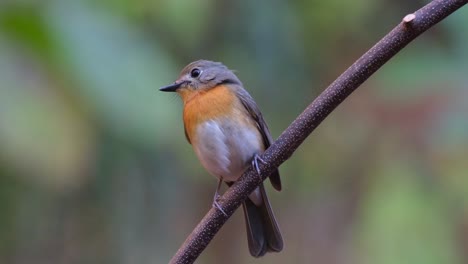 A-beautiful-female-looking-towards-the-left-while-perched-on-a-vine,-Indochinese-Blue-Flycatcher-Cyornis-sumatrensis-Female,-Thailand