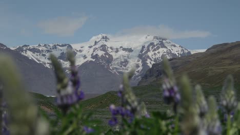 Close-up-of-purple-flowers-in-a-field-with-snow-capped-glacier-mountains-in-the-distance-on-a-sunny-day