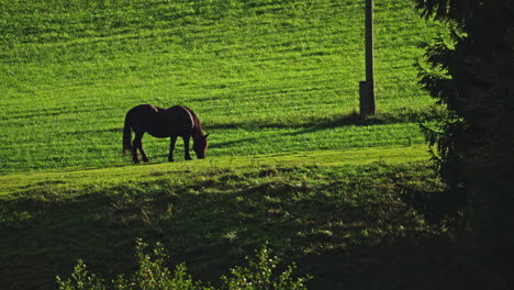 Zeitraffer-Eines-Braunen-Pferdes,-Das-An-Einem-Sonnigen-Tag-Auf-Einer-üppigen-Grünen-Wiese-Weidet