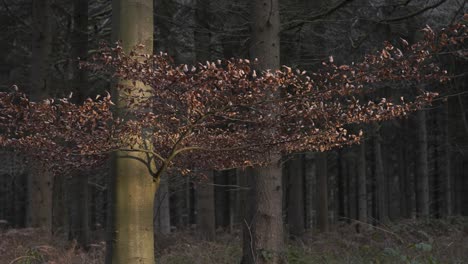 Winter-Sun-Spills-Onto-Dry-Leaves-In-Forest-4K