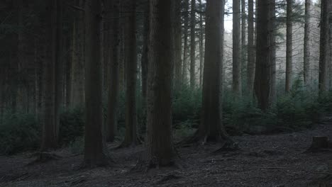 Filmischer-Schwenk-Durch-Den-Wald-4k