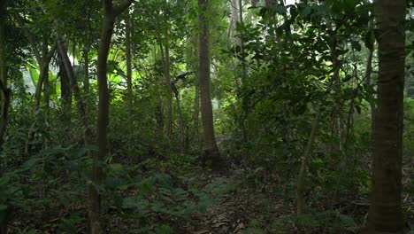 Motion-shot-of-deep-green-inside-forest