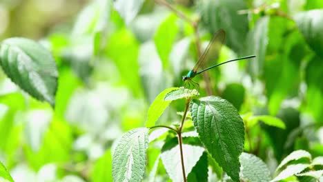 Die-Kamera-Zoomt-Heraus,-Während-Dieses-Insekt-Auf-Einer-Nach-Links-Gerichteten-Pflanze-Zu-Sehen-Ist,-Clear-Winged-Forest-Glory,-Vestalis-Gracilis,-Thailand