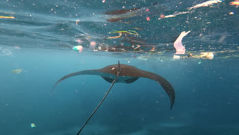 Underwater-View-Of-Manta-Ray-Swimming-In-Polluted-Ocean-With-Plastic-Waste-Floating,-Indonesia