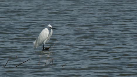 Standing-motionless-on-a-submerged-bare-trunk-in-the-water,-a-Little-Egret-Egretta-garzetta-is-waiting-for-its-meal-in-a-lake-in-Thailand