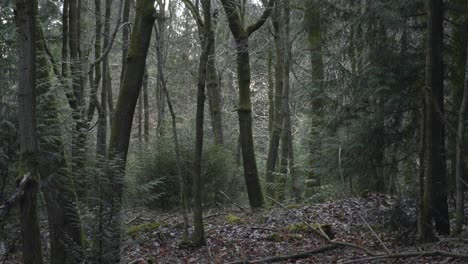 Sanfter-Schwenk-Durch-Dichten-Wald-4k