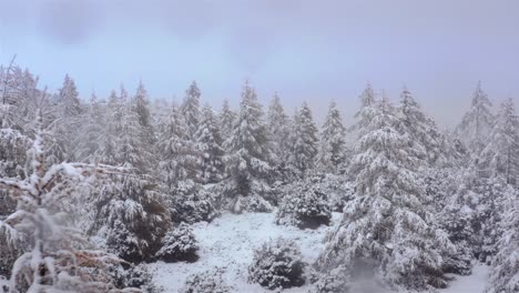 Snow-flurries-fall-in-storm-dusting-across-conifer-forest-with-draping-leaves,-aerial-reverse-dolly