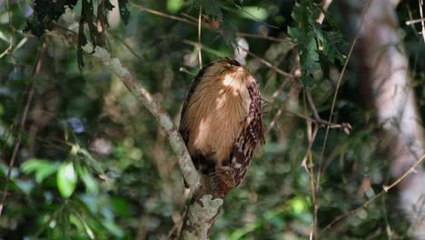 A-Buffy-Fish-Owl-Ketupa-ketupu-is-preening-its-feather-while-perching-on-a-broken-branch-of-a-tree-inside-Kaeng-Krachan-National-Park-in-Thailand