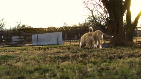 Golden-hour-scene-of-dogs-playing-outside-on-farm-field,-wide-shot,-slowmo