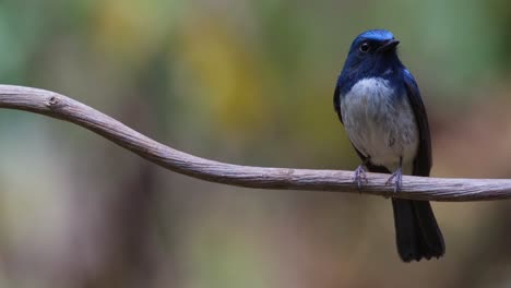 Zoomed-out-as-it-looks-to-the-right-while-perched-on-a-vine,-Hainan-Blue-Flycatcher-Cyornis-hainanus,-Thailand