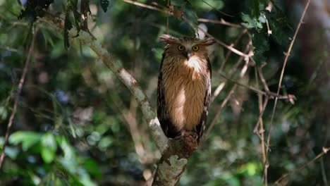 Motionless-Buffy-Fish-Owl-Ketupa-ketupu,-is-perching-on-a-branch-inside-Kaeng-Krachan-National-Park,-a-UNESCO-World-Heritage-Site-in-Thailand