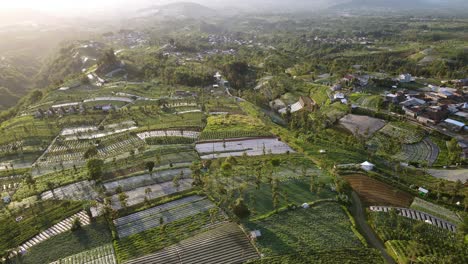 Fly-over-large-vegetable-plantation-in-early-morning-on-the-highland