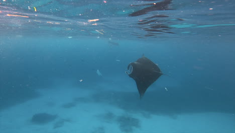 Underwater-View-Of-Manta-Ray-Diving-In-Blue-Ocean-With-Plastic-Waste-Around