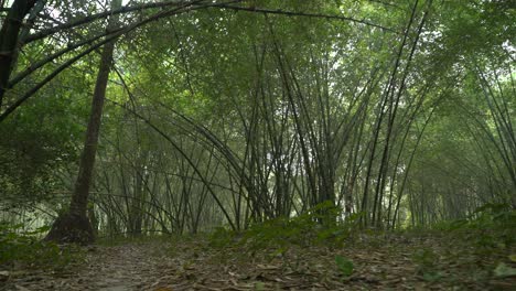 Motion-shot-of-deep-green-inside-forest