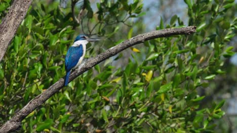 Gently-blown-by-the-wind-and-rocked-while-it-is-perching-on-a-bare-tree,-a-Collared-Kingfisher-Todiramphus-chloris-is-looking-around-from-its-perch-in-Thailand