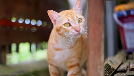 Neugierige-Gelbe-Katze-Nähert-Sich-Vorsichtig-Der-Kamera-In-Einem-Garten