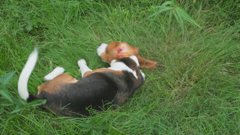 Der-Verspielte-Beagle-Genießt-Es,-Auf-Dem-Grünen-Gras-Eines-Hinterhofparadieses-Zu-Rollen-Und-Herumzutollen