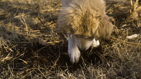 High-angle-closeup-of-playful-dog-digging-with-paws-below-grass,-golden-hour