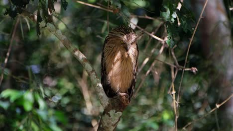 Camera-zooms-out-showing-this-owl-moving-it's-head-from-left-to-right-in-side-the-forest,-Buffy-Fish-Owl-Ketupa-ketupu,-Thailand