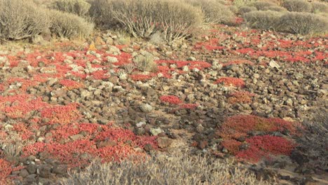 Arid-dried-up-cacti-plants-of-Las-Galletas-Tenerife-island