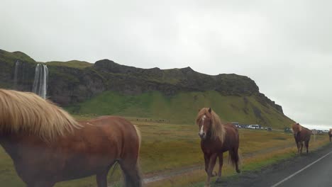 Gruppe-Von-Pferden,-Die-Am-Seljalandsfoss-Wasserfall-In-Island-Vorbeikommen