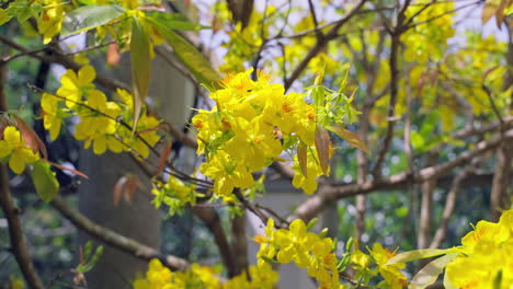Bienen-Fliegen-Und-Bestäuben-Gelbe-Aprikosenblüten-An-Einem-Sonnigen-Frühlingstag