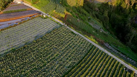 Aerial-view-of-row-of-vegetable-plants-on-the-agricultural-field
