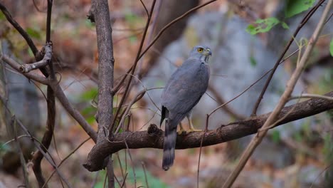 Facing-to-the-right-and-looks-up-as-the-camera-zooms-out-a-dry-forest-scenario,-Crested-Goshawk-Accipiter-trivirgatus,-Thailand
