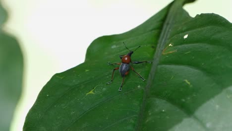 An-Einem-Teilweise-Zerrissenen-Blatt-Hängt-Ein-Rüsselkäfer-Metapocyrtus-Ruficollis,-Ein-In-Mindanao-Im-Südlichen-Teil-Der-Philippinen-Endemisches-Insekt