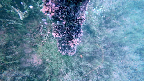 Old-piece-of-wood-in-coral-reef-with-bubbles-rising-up-from-it-on-ocean-floor