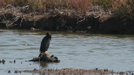 Perching-on-a-small-driftwood-by-the-riverbank-is-a-Little-Cormorant-Microcarbo-niger-that-is-preening-its-feathers-and-at-the-same-time-on-a-lookout-for-some-fish-to-eat
