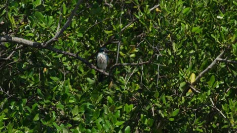 Tief-Im-Laub-Eines-Mangrovenbaums-Gesehen,-Der-Sich-Mit-Viel-Wind-Bewegt,-Halsband-Eisvogel-Todiramphus-Chloris,-Thailand