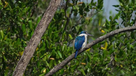 Super-windy-in-the-mangrove-forest-as-this-bird-faces-to-the-right-seen-from-its-back,-Collared-Kingfisher-Todiramphus-chloris,-Thailand