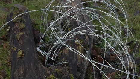 Barbed-Wire-Wrapped-Around-Fallen-Tree-In-Old-Orchard-4K