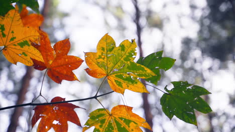 Ein-Blick-Nach-Oben-Zum-Herbstlichen-Walddach,-Geschmückt-Mit-Goldenen-Ahornblättern-In-Ihrer-Saisonalen-Verwandlung