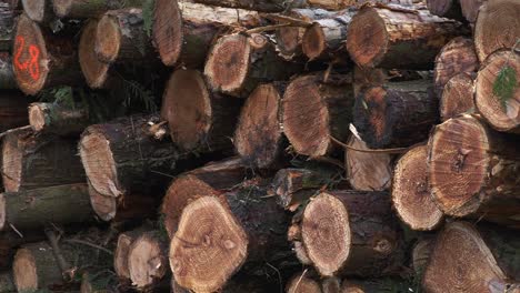 Large-Stack-Of-Logs-In-Forest-4K