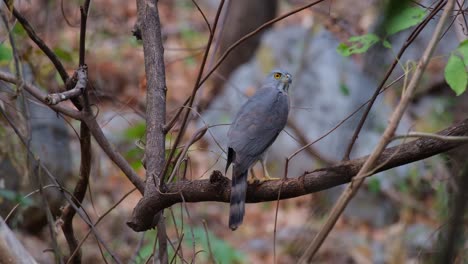 Looking-around-from-its-perch,-a-Crested-Goshawk-Accipiter-trivirgatus-is-on-top-of-a-branch-in-a-woodland-in-a-province-in-Thailand