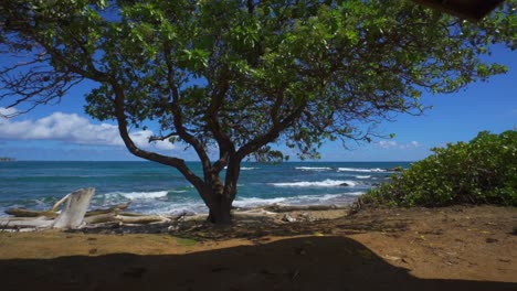 Kauai-Hawaii-beach-through-tree-with-gentle-waves,-still-shot