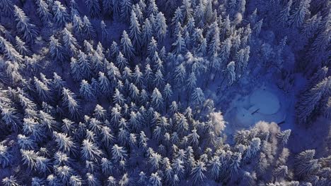 Flying-straight-above-and-panning-up-above-a-snowy-pine-forest