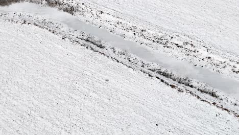 Bird's-eye-view-from-drones,-fox-hunting-in-winter,-snowy-landscape
